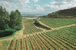 Cultivo orgánico y vinos ecológicos